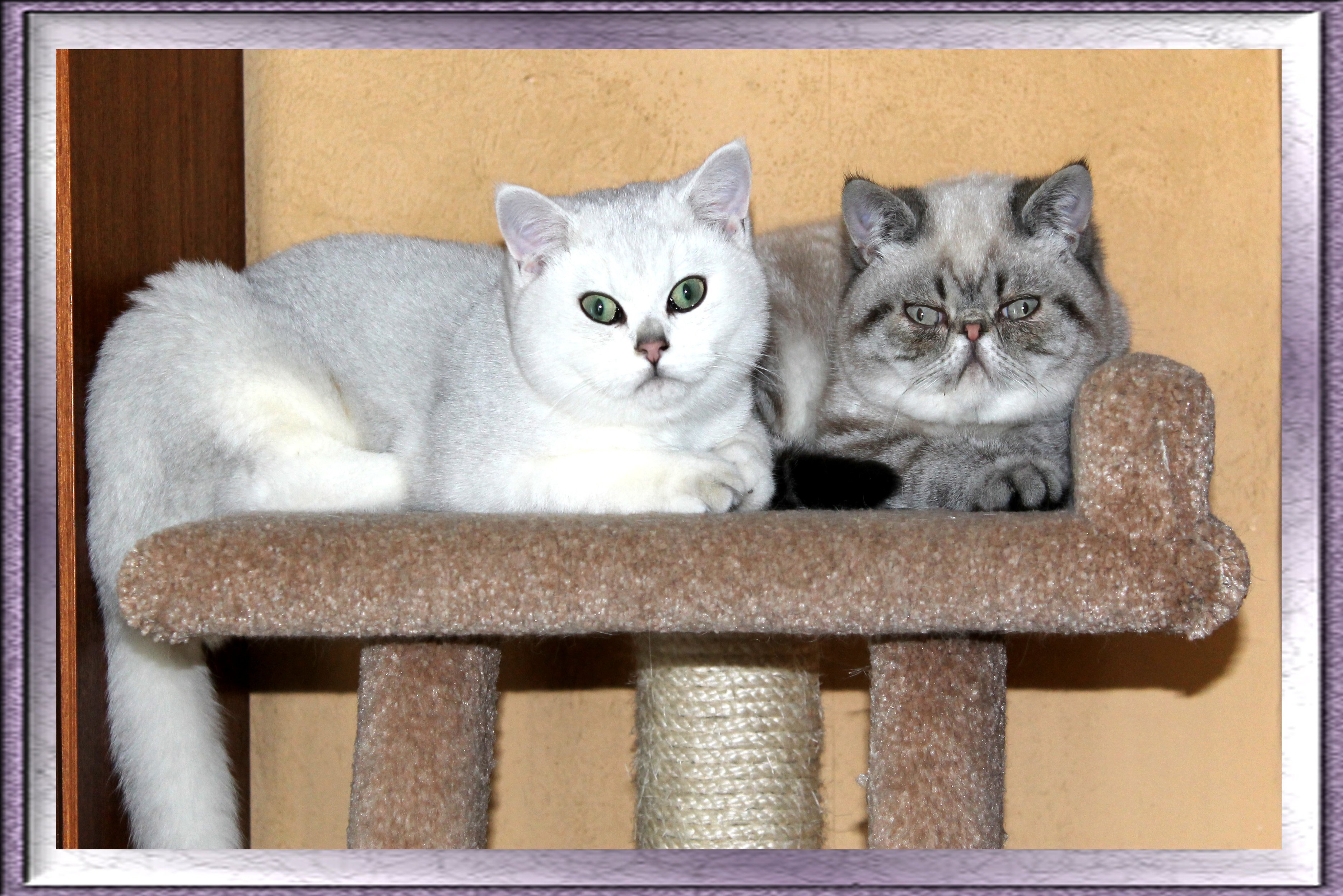 CougarandAaryn