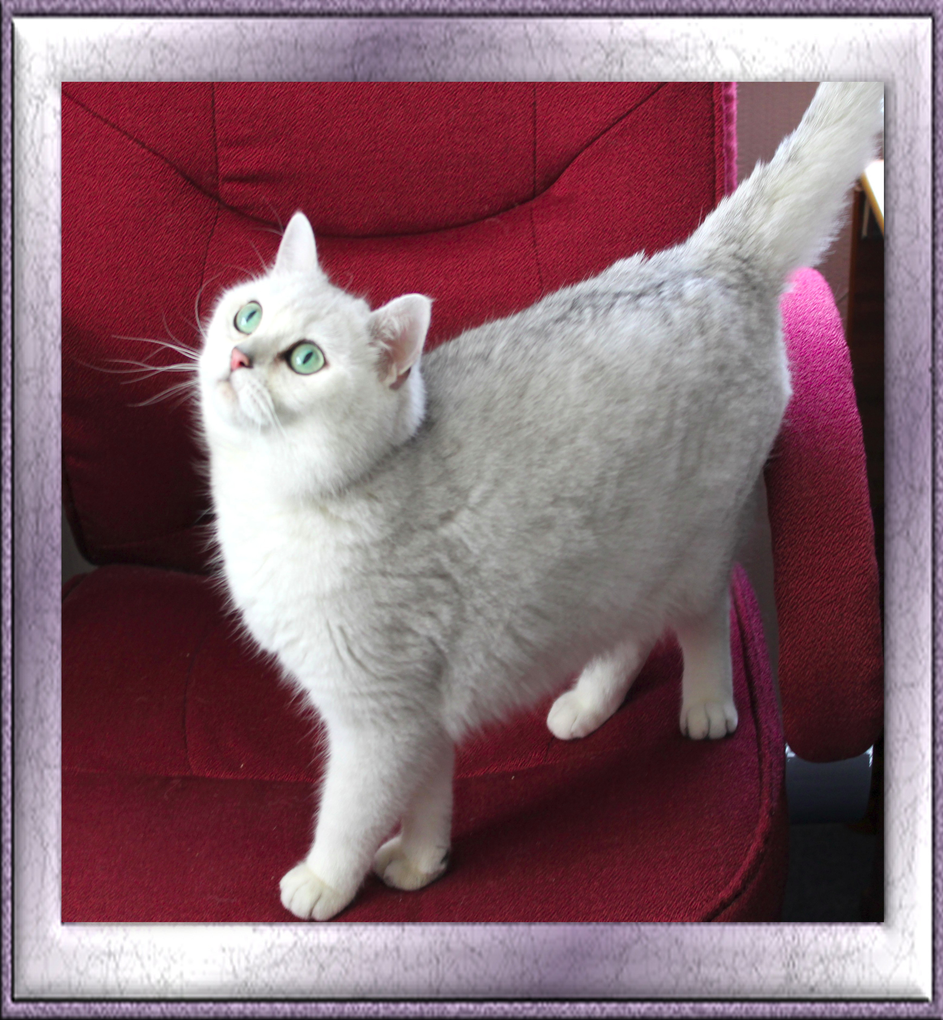 Paloma