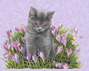 BSH