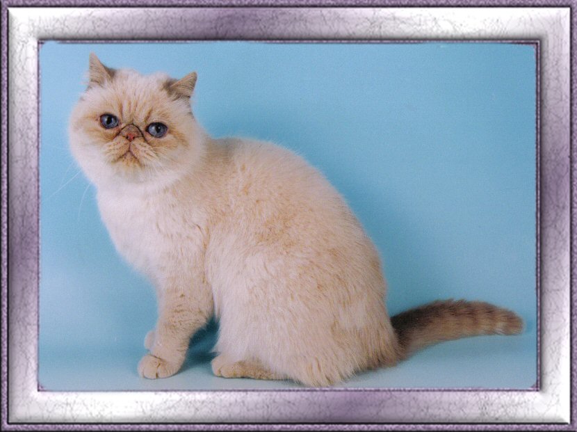 Pennyrose