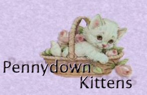 BSH Kittens