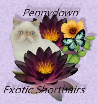 Exotic studs