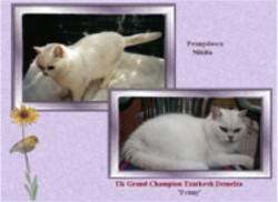 Pennydown Nikita (left) and UK Grand Ch Tzarkesh Demelza (Penny, right)
