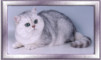 Champion Pennydown Navarre